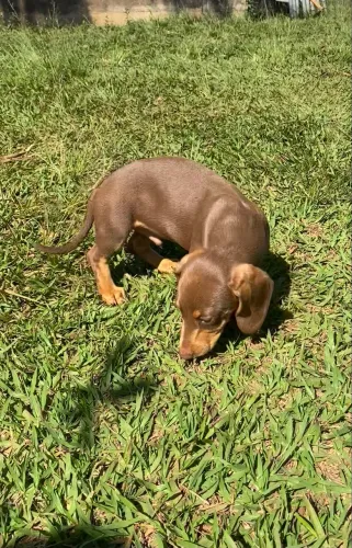 Dachshund chocolate macho