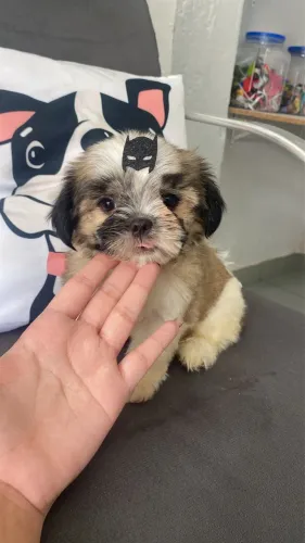 Shih tzu seu filhote ! Muito amore afeto por você e sua família