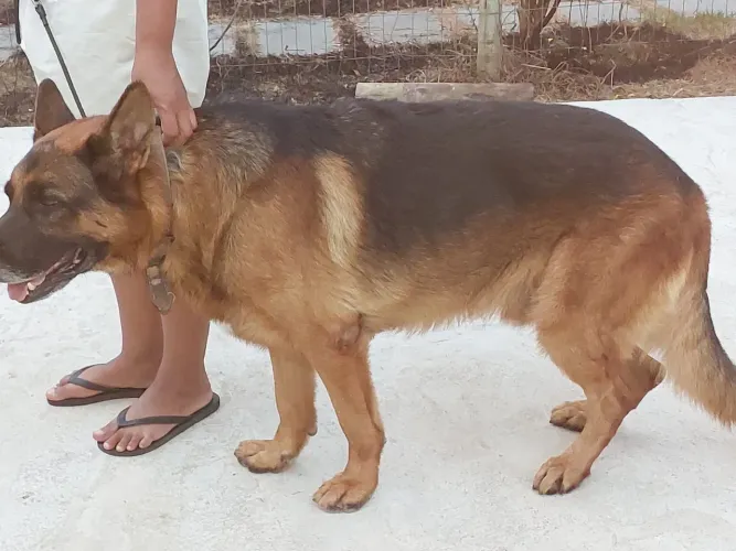 Pastor alemão capa preta filhotes 