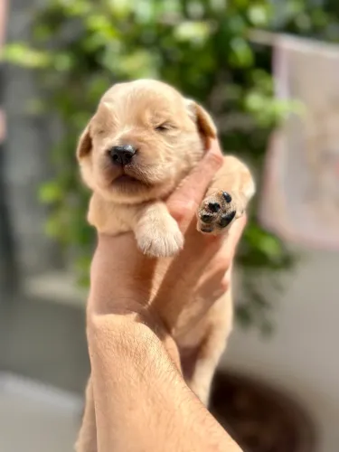 Golden Retriever