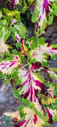 Muda de coleus unidade 