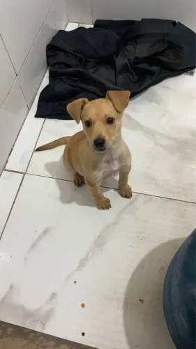 ? FILHOTE PARA ADOÇÃO RESPONSÁVEL ?