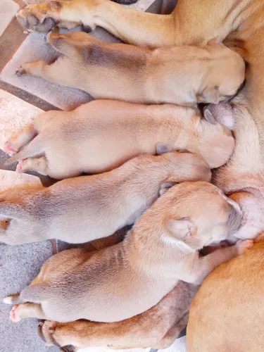 PITMONSTER A DISPOSIÇÃO PREÇO ÓTIMO