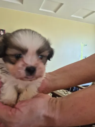 Vendo Filhotes de Lhasa Apso