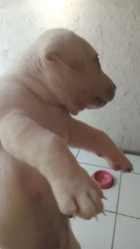 Animais estimação