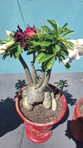 Vende-se rosas do deserto