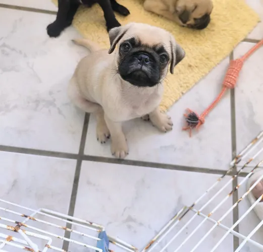 Fil. Pug- na promoção de 2.500 por 1.800