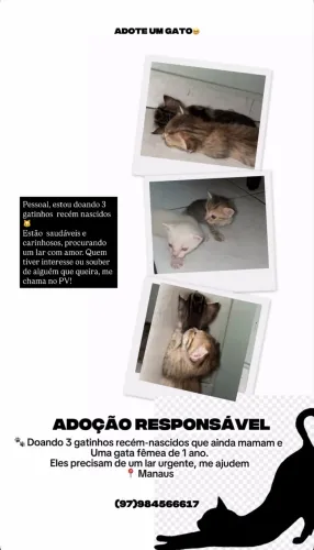 Doação de gatinhos machos e fêmeas