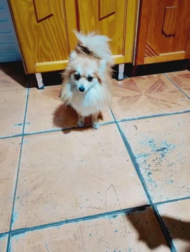 Lulu da Pomerania 
