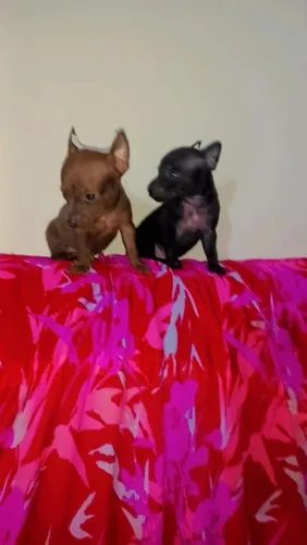 Filhote de miniatura pinscher para venda