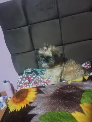 Shitzu fêmea 4 meses 