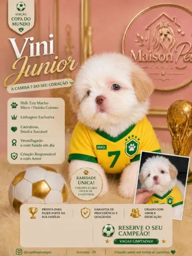 Shih tzu filhote disponivel 