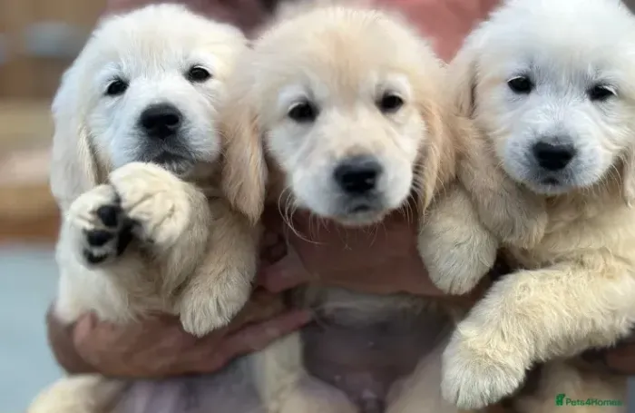 Bebezinho forte e saudável Golden Retriever