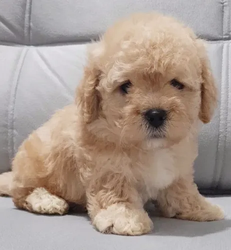 Poodle Micro Toy fêmea 