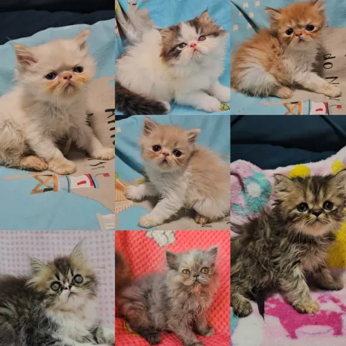 Persas, Exóticos e Himalaios Filhotes - Gatil BSB Cat