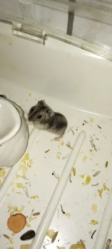 Hamster Anão Russo Disponivel?