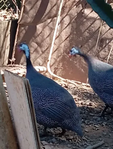 Cocá/ Galinha D'angola