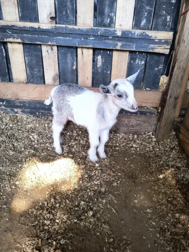 Mini cabra