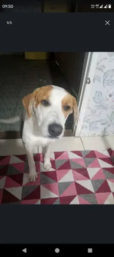 Cachorro para adoção