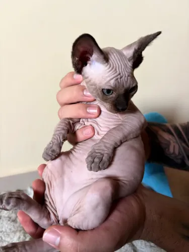 Sphynx 2 meses