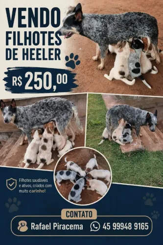 Filhotes de Heeler