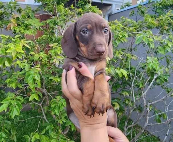 Filhote de Salsicha Chocolate Disponível!!