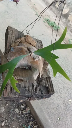 Mudas de plantas disponíveis
