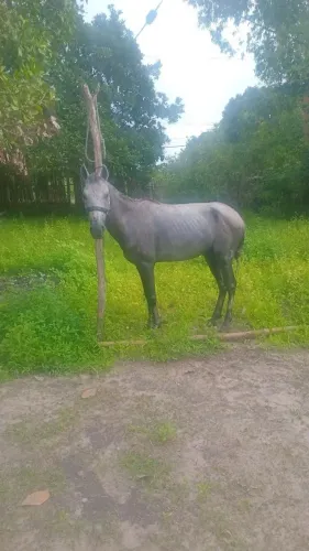 Vendo cavalo 