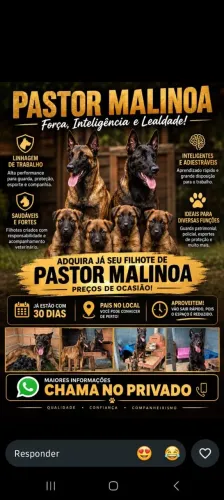 Filhotes de Pastor Malinoa