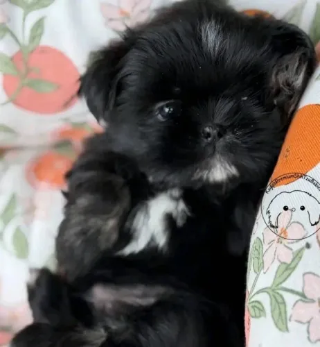 Filhotes de Shih Tzu | Lindos e muito tranquilos!