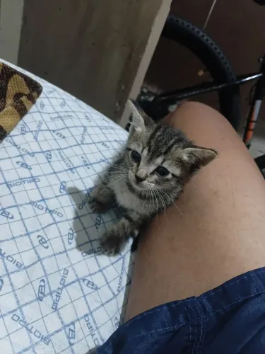 Filhote de gato