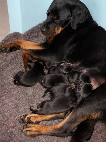 Filhotes De Rottweiler Gigantes