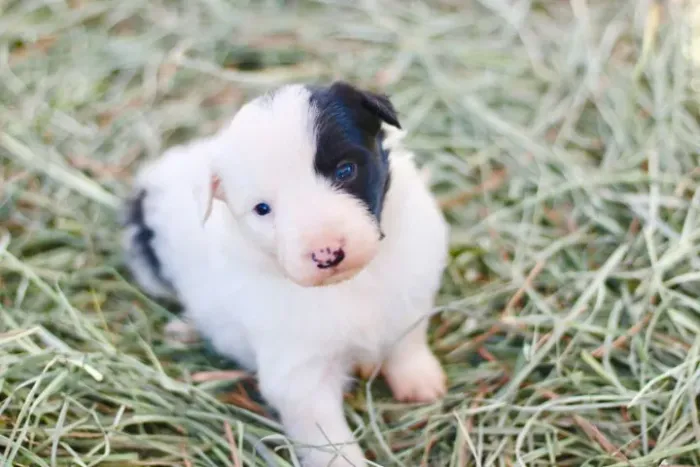 Filhotes de Border Collie | O peludo certo pra você!