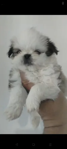 Stzo mini