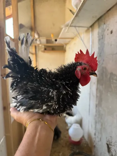Mini garnisés frisados