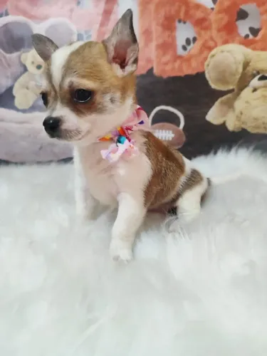 Princesinhas Chihuahua pêlo curto disponíveis!