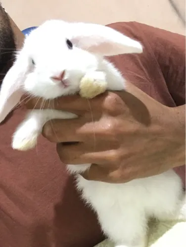 Filhote coelho mini lop branco olho azul
