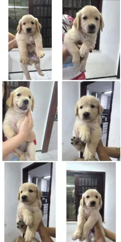 Golden retriver - Pais c/ pedigree CBKC