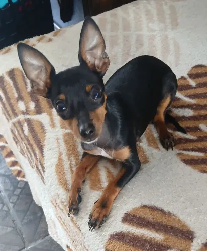 Vendo pincher