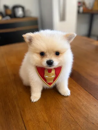 Spitz Alemão filhote 48 dias