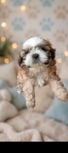 Cachorro Shih Tzu