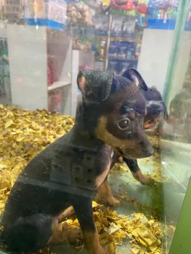 Pinscher femea 50 dias N01