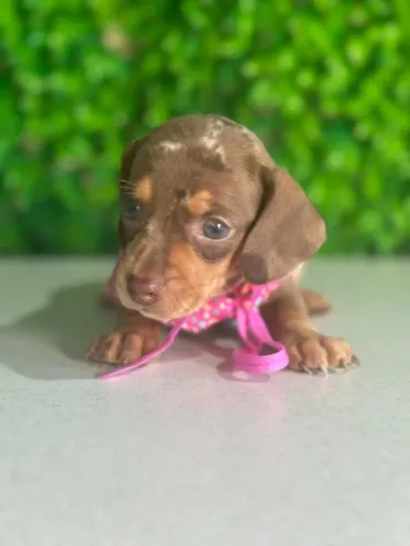 Dachshund feliz