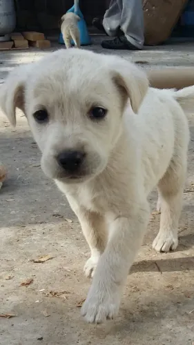 Filhotes de Labrador | Filhotes que fazem a diferença!