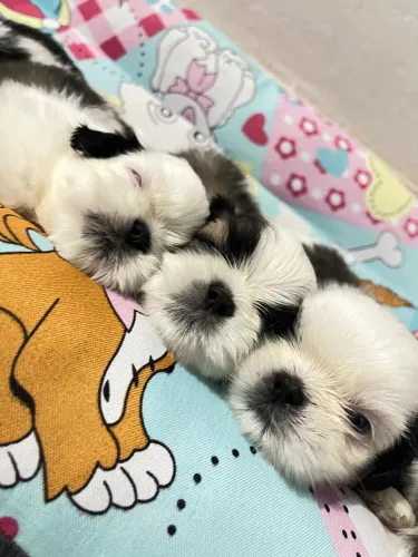 Filhote shih tzu