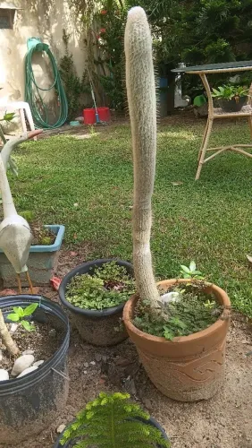 Cacto Cabeça de Velho 