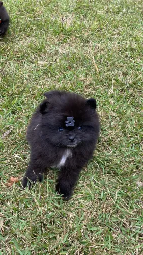 Lulu da Pomerania anão com pedigree CBKC
