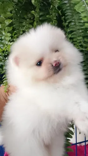 Spitz alemão/ Lulu da pomerania