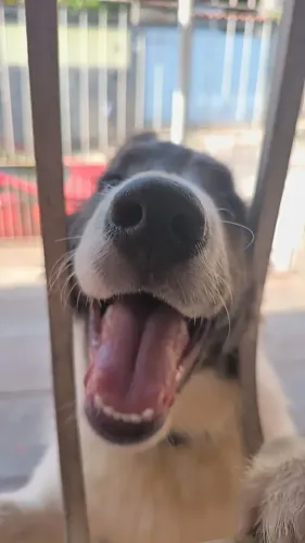 Border collie