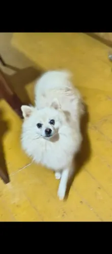 Spitz alemão branco 